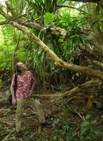Patrick Blanc looking at young individuals of Platycerium wandae, Madang, Papua New Guinea, March 2016