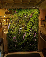 Patrick Blanc looking from the balcony at the Taiwanese Phalaenopsis hybrids on the Vertical Garden of the National Theater Vertical Garden, Taipei, Taiwan, Oct. 2015