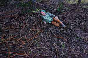 Patrick Blanc lying among the dead branches of Araucaria rulei in the arboretum of the Parc de la Riviere Bleue, Yate, New Caledonia, Aug. 2023