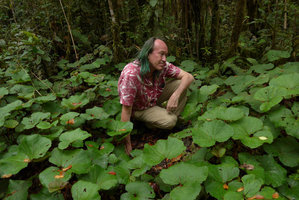 Patrick Blanc lying among the quite small leaved Gunnera macrophylla, Tari, 2000m asl, Hela, Papua New Guinea, Mars 2016