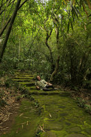Patrick Blanc lying on mossy stairs, Shenzhen, China, May 2017