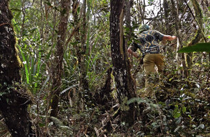 Patrick Blanc moving in the mossy forest, Anggi Lakes, 2300 m asl, Arfak Mts., West Papua, May 2025png