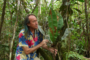Patrick Blanc much intrigued by the monocaulous huge leaved litter trapping Tapeinosperma megaphyllum,  Waisali, Vanua Levu, Fiji, Aug. 2016