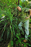 Patrick Blanc much intrigued by an erect self standing isophyllous Pitcairnia similar to Asian Pandanus, Biotopo del Quetzal, Baja Verapaz, Guatemala, Jan. 2020
