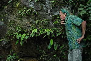 Patrick Blanc much intrigued by a population of  the tuberous Monolena elliptica on a vertical cliff under the continuous spray of the waterfall, Mashpi FR, Pichincha, Ecuador, Aug. 2021