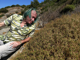 Patrick Blanc much intrigued by a spiny cushion of Sarcopoterium spinosum on the Black Sea shore, Uzunya beach, Istanbul, Sept. 2021