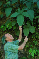 Patrick Blanc much intrigued by the big glaucous leaves of Syngonium macrophyllum, Cubilhuitz, Alta Verapaz, Guatemala, Jan. 2020