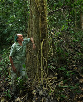 Patrick Blanc much intrigued by the branched stolons issued from the main stem of the climbing Piper cf. griffithii, these stolons acquiring secondarily the shape and function of stilt roots, Kaeng Krachan NP, Thailand, March 2022