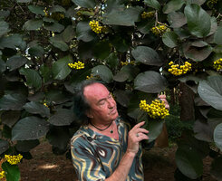Patrick Blanc much intrigued by the bright yellow fruits of Ehretia dicksonii, Koishikawa Botanical Gardens, Tokyo, Oct. 2025