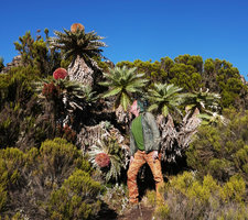 Patrick Blanc much intrigued by the huge flower heads of Echinops longisetus, base of Sanetti Plateau, 3800 m asl, Bale NP, Ethiopia, Jan. 2019