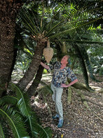 Patrick Blanc much intrigued by the huge hanging female cone of Dioon spinulosum, Fairchild BG, Miami, March 2026