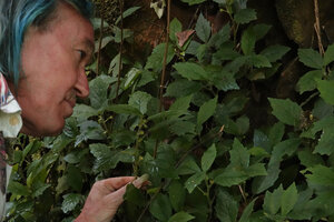 Patrick Blanc much intrigued by the patch of a flowering Dorstenia in dense shade under an overhanging rock in the spay of a waterfall, way to Bondwa Peak, 1200 m asl, Uluguru Mts, Tanzania, Jan. 2021