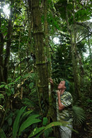Patrick Blanc much intrigued by the unusually large trunk of a tree Piper amalago, Yasuni NP, Ecuador, Aug. 2021