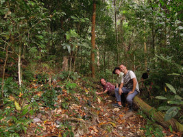 Patrick Blanc, Noemie Vialard and Pascal Heni behind a mixed coloured leaves population of Begonia blancii, Palawan, Philippines, March 2014