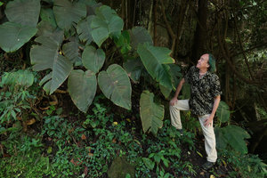 Patrick Blanc observes Rhaphidophora megaphylla growing on a big boulder, Doi Inthanon NP, 800 m asl, Thailand, Nov. 2018
