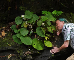 Patrick Blanc observing a Begonia, most probably the natural hybrid Begonia galeolepis x B. rieckei, Uraur, Kairatu, Seram, Moluccas, April 2024