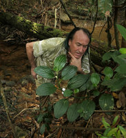 Patrick Blanc observing a big individual of Pentaphragma ellipticum with strongly impressed nerves on upper leaf surface, Endau Rompin NP, Malaysia, April 2017