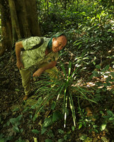 Patrick Blanc observing a big Ophiopogon with linear leaves in karst forest understory, Ba Be NP, Vietnam, Nov. 2017