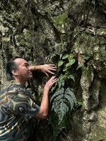 Patrick Blanc observing a brightly maculate form of Begonia kingiana, Ipoh, Malaysia, Sept. 2025