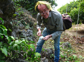 Patrick Blanc observing a climbing Stemona species, Halong Bay, Vietnam, Jan. 2007