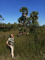 Patrick Blanc observing a clump of Acoelorrhaphe wrightii in the wetlands, Everglades NP, Florida, March 2026