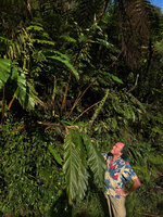 Patrick Blanc observing a clump of Alpinia musifolia in the area where the species was discovered in 1908, Malaunay, 1100 m asl, Valencia, Negros Oriental, Philippines, Jan. 2025