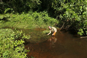 Patrick Blanc observing a Crinum natans population in its fast flowing forest stream, Kribi, Cameroun, March 2017