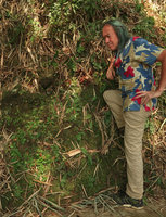 Patrick Blanc observing a dense population of the small Tectaria zeylanica on a vertical earth bank, a form with entire fronds, Sekar Langit waterfall, Magelang, Java, May 2018