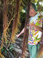 Patrick Blanc observing aerial hanging Ficus roots, Nui Chua NP, Vietnam, Nov. 2019