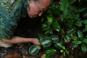 Patrick Blanc observing a flowering Acranthera sp. aff. bullata prostrate on the forest floor, Danum Valley, Sabah, Borneo, July 2022