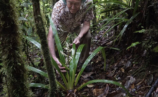 Patrick Blanc observing a flowering individual of Helmholtzia novoguineensis, Manusela NP, Seram, Moluccas, April 2024