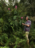 Patrick Blanc observing a flowering individual of Phlogacanthus curviflorus, Putao, Kachin, Myanmar, Dec. 2017