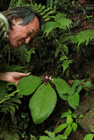 Patrick Blanc observing a flowering individual of Tetraphyllum roseum on verical earth bank, Khao Sok NP, Thailand, June 2019