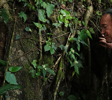 Patrick Blanc observing a flowering population of Argostemma neurosepalum mixed with Begonia integrifolia on vertical limestone rock, Phang Nga, Thailand, June 2019