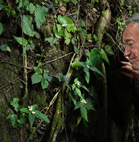 Patrick Blanc observing a flowering population of Argostemma neurosepalum on vertical limestone rock, Phang Nga, Thailand, June 2019