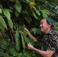 Patrick Blanc observing a flowering specimen of Cyrtandra sulcata, Ayung River Gorge, Ubud, Bali, Aug. 2026