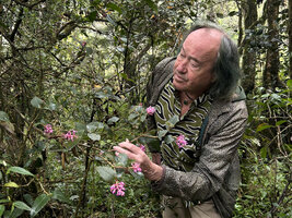 Patrick Blanc observing a flowering specimen of the low epiphytic shrub Medinilla cordata, Mt Data, 2300 m asl, Luzon, Philippines, April 2026
