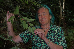 Patrick Blanc observing a fruiting branch of a female individual of Amborella trichopoda, Col d&#039;Amieu, New Caledonia, Aug. 2023