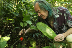 Patrick Blanc observing a fruiting individual of Aglaonema simplex, Putao, Kachin, Myanmar, Dec. 2017