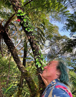Patrick Blanc observing Agalmyla chorisepala climbing along the stipe of a tree fern, Malaunay, 1100 m asl, Valencia, Negros Oriental, Philippines, Jan. 2025