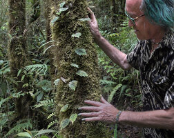 Patrick Blanc observing Agalmyla inaequidentata climbing along a mossy tree trunk, Manusela NP, 1000 m asl, Seram, Moluccas, April 2024