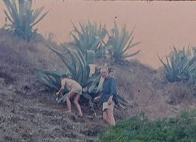 Patrick Blanc observing Agave americana with his father, Italy, Aug. 1964