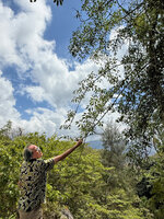 Patrick Blanc observing a hanging flowering branch of the hemiepiphytic climbing Heptapleurum cf. subavene, Laclubar, Timor-Leste, Aug. 2026