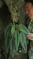 Patrick Blanc observing a karst dwelling Gesneriaceae species hanging from a stalactite at cave entrance, Gunung Mulu NP, Sarawak, Borneo, Sept. 2018