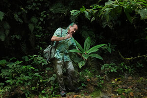 Patrick Blanc observing the large leaved pseudo monocaulous Piper spoliatum, the lateral sympodial stems producing only one large leaf , Mashpi FR, Pichincha, Ecuador, Aug. 2021