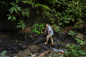 Patrick Blanc observing a large plant of Begonia galeolepis x B. rieckei, a natural hybrid on its rocky substratum just above a forest stream, Uraur, Kairatu, Seram, Moluccas, April 2024