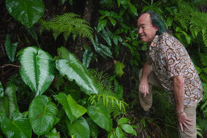 Patrick Blanc observing a large silver patched form of Schismatoglottis plurivenia just above a green leaved form and a silver Alocasia heterophylla, Balinsasayao Twin Lakes, Negros Oriental, Philippines, Jan. 2025
