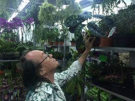Patrick Blanc observing Alocasia baginda at the Flower Market, Hong Kong, Jan 2016