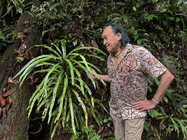 Patrick Blanc observing Alsophila sinuata, the only tree fern with entire fronds, Kanneliya, Sri Lanka, Nov. 2024