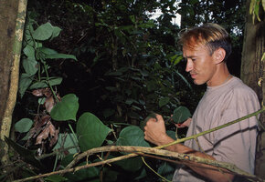 Patrick Blanc observing a male individual of Piper guineense with huge leaves, Radeau des Cimes, Campo, Cameroon, 1991